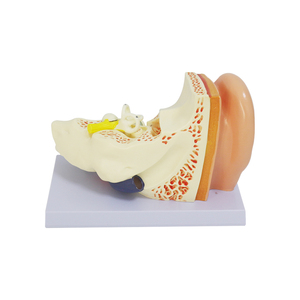 Modèle anatomique d'oreille 3D : Structure externe, intermédiaire et interne de l'oreille, modèle d'organe du système auditif pour l'entraînement - Product Image 5