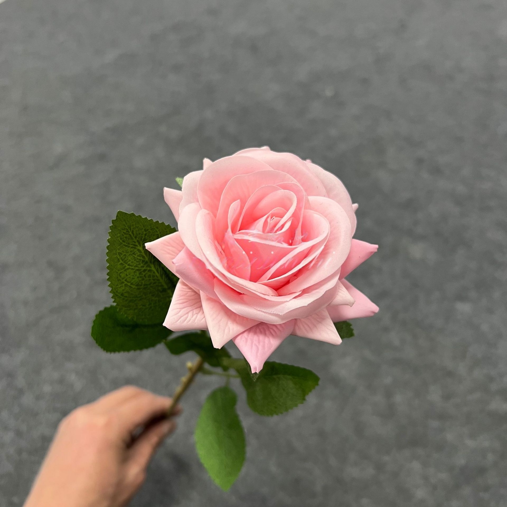 สีชมพู