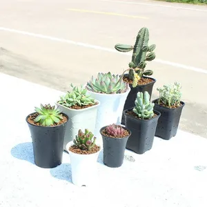 화이트 블랙 플라스틱 즙이 많은 재배자 라운드 다각형 광장 Haworthia Maughanii 보육 꽃 냄비 화분 홈 정원 장식