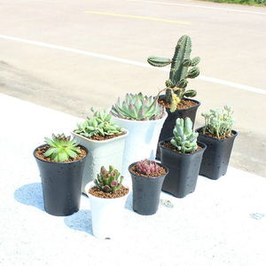 Fioriere succulente in plastica bianca nera rotonde quadrate poligonali <span class=keywords><strong>Haworthia</strong></span> Maughanii vivaio fioriera fioriera Home Garden Decor - Product Image 1