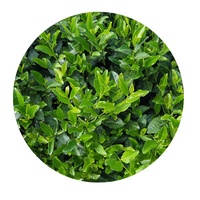 100% Teh Hijau Premium Alami Cina Daun Teh Gyokuro Sencha Hojicha Kemasan Kotak Besar Kantong Sachet Cangkir Botol Teh Kesehatan Baru