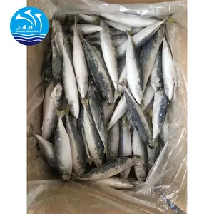 Good Seafood Importers of China Fresh Sale Online Mackerel Fish