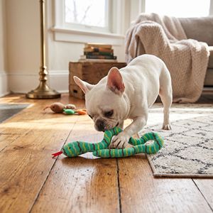 Jouet <span class=keywords><strong>à</strong></span> mâcher pour chat en peluche avec herbe <span class=keywords><strong>à</strong></span> chat, ensemble de jouets durables et interactifs pour le nettoyage des dents, jouets <span class=keywords><strong>à</strong></span> l'herbe <span class=keywords><strong>à</strong></span> chat pour chats d'intérieur, jouet anti-ennui pour chat - Product Image 5