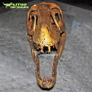 Crâne <span class=keywords><strong>de</strong></span> Vélociraptor réaliste, fossiles <span class=keywords><strong>de</strong></span> musée - Product Image 5