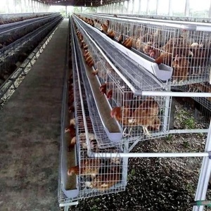 Клетка для животных с аккумулятором для домашней птицы, полный набор, куриные клетки, яичный слой - Product Image 4
