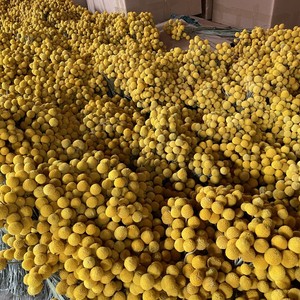 Arreglos de ramo de Plantas secas G50 decorar Craspedia Natural Globosa flores secas amarillo Billy botones bolas ramo - Product Image 4