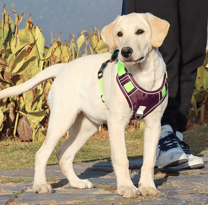 कोई पुल चिंतनशील समायोज्य चिंतनशील कुत्ता बनियान एयरटैग केस 1680 डी ऑक्सफर्ड नेफ्रोन कुत्ते का दोहन - Product Image 6