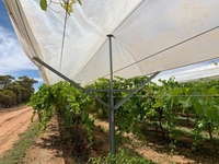 Système de treillis pour vignes de raisin de table en acier galvanisé, prix d'usine, avec tous les accessoires