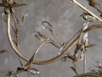 Lustre antique de lumière de feuille de finition de rouille profonde de style traditionnel
