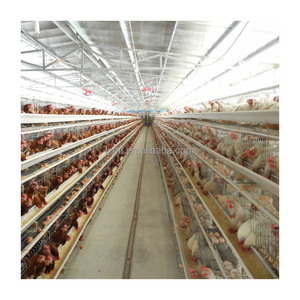 <span class=keywords><strong>2025</strong></span> Offre Spéciale un type de <span class=keywords><strong>cage</strong></span> pour animaux nouvel état matériau de galvanisation à chaud pour les poulets de couche d'équipement agricole - Product Image 3