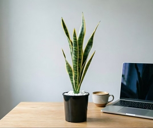 Planta en maceta 'Mother in Law Tongue' purificadora <span class=keywords><strong>de</strong></span> aire para interiores, <span class=keywords><strong>de</strong></span> bajo mantenimiento, decoración para el hogar, oficina, jardín, follaje ornamental. - Product Image 4