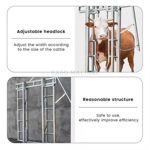 Chute de contention robuste pour bovins avec balance et cadre de maintien pour manutention <span class=keywords><strong>des</strong></span> <span class=keywords><strong>animaux</strong></span>, pour <span class=keywords><strong>ferme</strong></span> d'élevage de bovins - Product Image 6