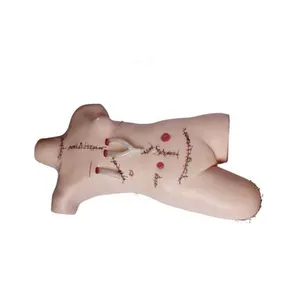 Medical Surgical suture and bandaging model