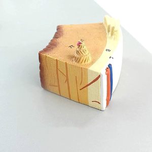 Ciencia y tecnología médica modelo de estructura ósea humana hueso esponjoso denso cartílago perióstico recursos de enseñanza - Product Image 4