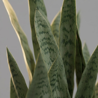 Tanaman Sansevieria Buatan yang Realistis, Tanaman Agave Ramah Lingkungan, Tanaman Hijau Abadi untuk Dekorasi Rumah, Dekorasi Thanksgiving