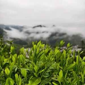 ชาเขียวหวง<span class=keywords><strong>ซาน</strong></span>เหมาเฟิงชาเพื่อสุขภาพแปรรูปสดใหม่ - Product Image 6