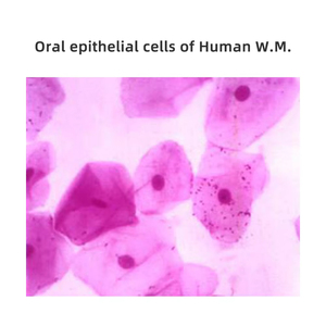 Epitelio Clees de Cavitas Oris del Humano W.M. Diapositiva de laboratorio médico Diapositiva de biología Microscopio histológico humano Diapositiva preparada - Product Image 3