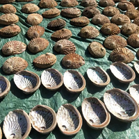 13-15cm Stock de haute qualité en gros naturel brut nettoyé ormeau coquille de mer pour maculage Accent décoration