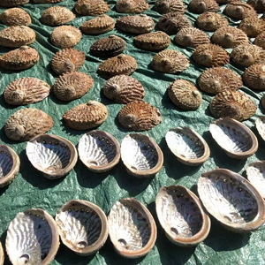 13-15cm cổ phiếu Chất lượng cao bán buôn nguyên liệu tự nhiên xóa bào ngư vỏ biển cho Smudging giọng trang trí - Product Image 3