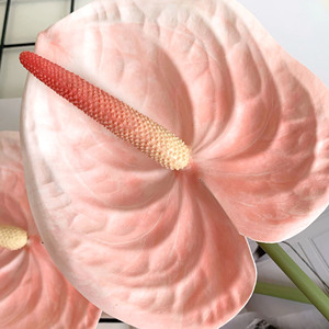 Planta de Anthurium de flor <span class=keywords><strong>verde</strong></span> blanca grande de plástico de tacto Real Artificial de alta calidad para centro de mesa decoración de boda - Product Image 4