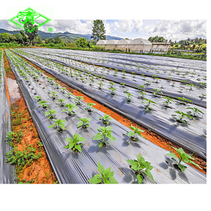 Kunden spezifische landwirtschaft liche Kunststoff-Mulch folie PE-Kunststoff-Mulch rollen für Gemüse - Product Image 6