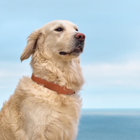Collier élégant en cuir pour animaux de compagnie, confortable à porter, avec accessoire de localisation, pour la gestion quotidienne des animaux de compagnie multi- Races