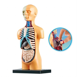 Enfants Lumières <span class=keywords><strong>Science</strong></span> <span class=keywords><strong>Et</strong></span> Éducation Organes Humains Assemblage Du <span class=keywords><strong>Corps</strong></span>, Jouets D'apprentissage Digestif Du <span class=keywords><strong>Corps</strong></span> <span class=keywords><strong>Humain</strong></span>, Jouets D'organes Humains - Product Image 3