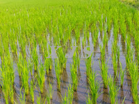 Transplanteur de Offre Spéciale Transplanteur de riz 1 rangées Machine de plantation de riz Transplanteur de riz électrique