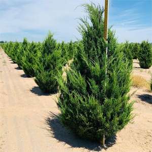 Doğu kırmızı Juniperus Virginiana sedir ağacı damıtma yağı toplu tedarikçisi, 1kg organik Virginia Cedarwood uçucu yağ 100 saf - Product Image 4