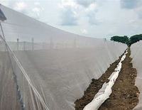 HDPE Anti Insecte Preuve Antiparasitaire Écran Net Maille Maison Agriculture Serre L'agriculture