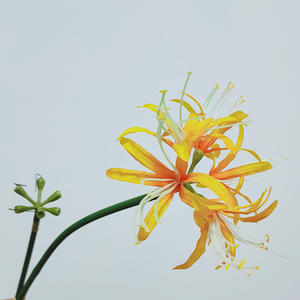 Equinox <span class=keywords><strong>fleur</strong></span> de soie, fleurs de <span class=keywords><strong>higanbana</strong></span> artificielles pour la décoration de vase de maison - Product Image 6