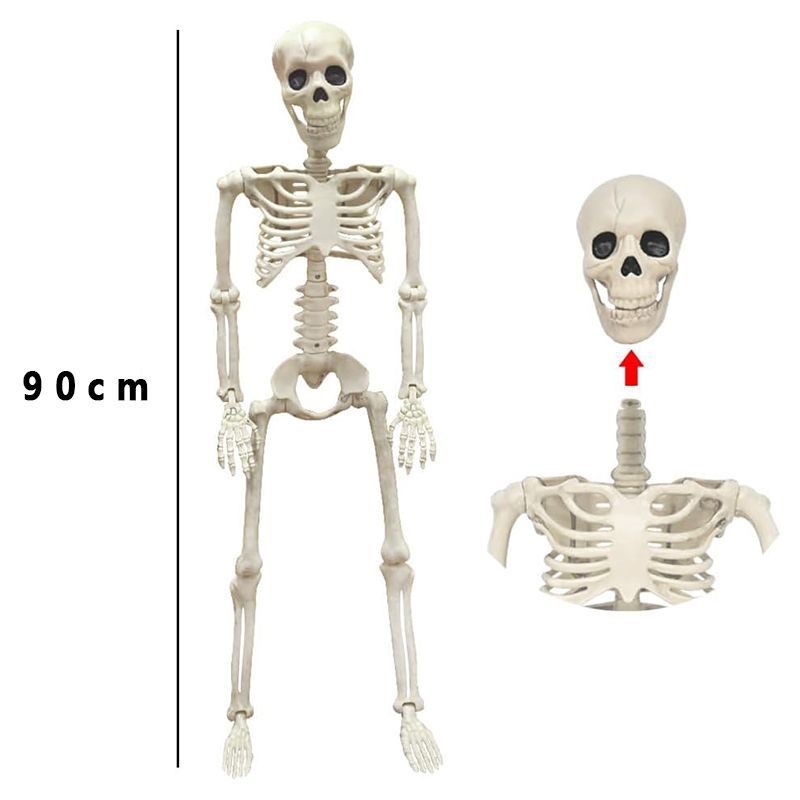 Squelette 90cm