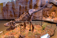 Répliques de squelettes de dinosaures en fibre de verre grandeur nature, fabriquées à la main, pour musée
