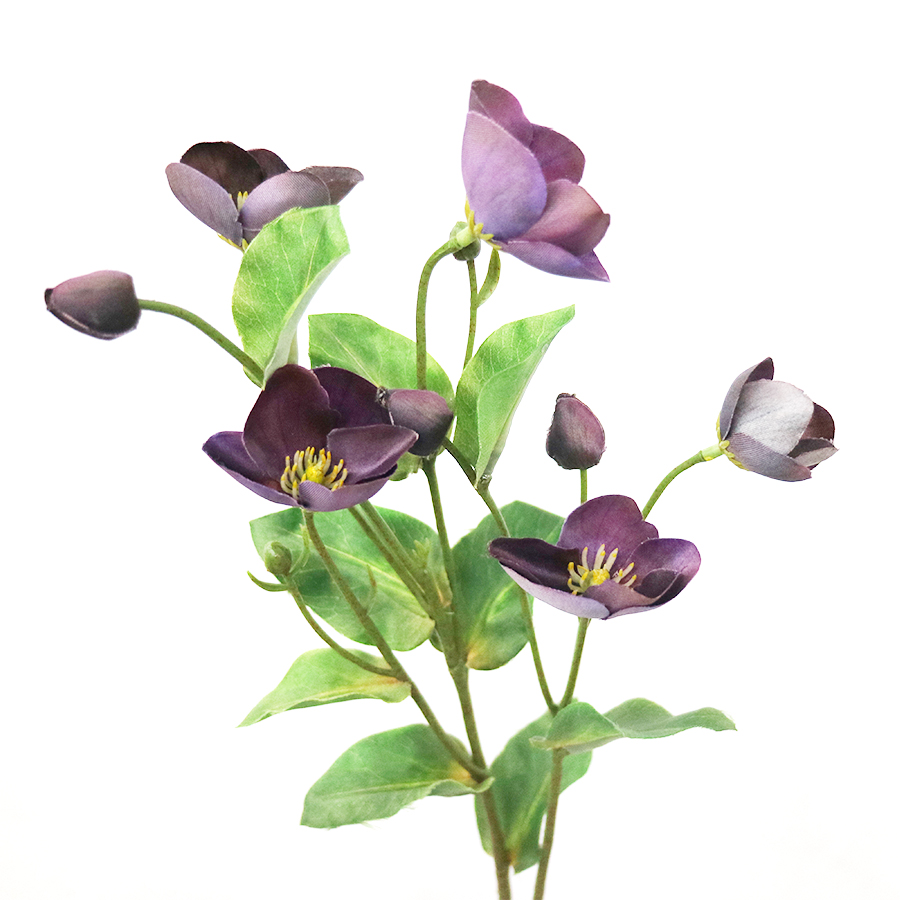 Pourpre