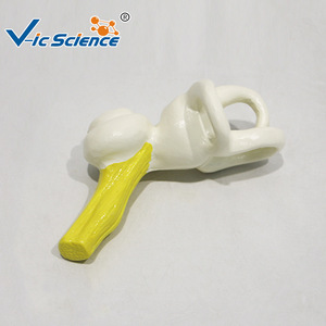 Modelo anatómico de la membrana timpanica humana, modelo didáctico de la estructura del oído, comunicación médico-paciente en otorrinolaringología - Product Image 3