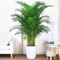 Pemasok Bonsai Pohon Palem Areca Alami Berkualitas Tinggi, Tanaman Dypsis Lutescens Grosir, Tanaman Hias Hidup untuk Rumah dan Kantor