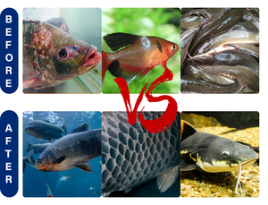 Prémélange vitaminique pur, biologique et stable pour booster la croissance des poissons, additif alimentaire pour la qualité de l'eau des truites et des saumons - Product Image 2
