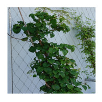 Hot Sale unsichtbare Unterstützung Klettern etz SS Seil Mesh für Pflanzen grüne Wand im Freien