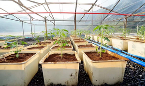 מערכת השתלות הידרופונית אקוופונית עם משאבת ציוד השקיה מלאה ידידותי לסביבה ציוד השקיה - Product Image 2