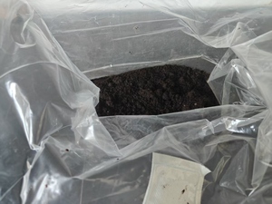 Mantar Spawn substrat ile çanta sınıf 3 mantar dikim çanta büyümek - Product Image 2