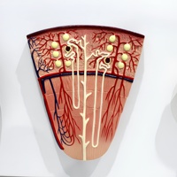 Modelo Anatómico de Glómerulo Renal con Ampliación, PVC, Ciencia Médica