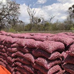 Cebollas Rojas más vendidas Verduras frescas y envasadas para exportación Cebollas Rojas frescas naturales al por mayor - Product Image 2