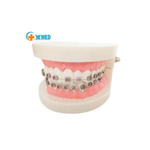 Modello Dentale Pediatrico <span class=keywords><strong>di</strong></span> Piccole Dimensioni per l'Insegnamento Odontoiatrico e l'Esposizione della Cura della Salute Orale, Modello per Trattamenti Ortodontici - Product Image 1