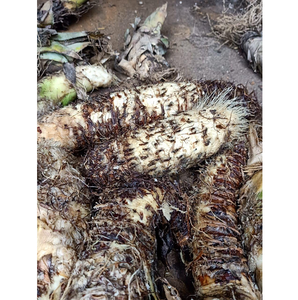 ผงโบรมีเลน เอนไซม์จากพืชธรรมชาติสำหรับการย่อยโปรตีน ช่วยลดการอักเสบ ใช้ในกระบวนการผลิตอาหารและเสริมโภชนาการ - Product Image 1