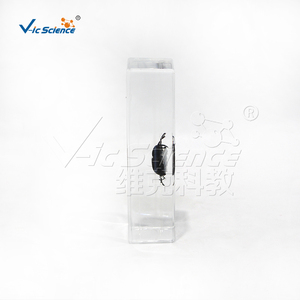 Especímen transparente de gusano del pino en plástico, muestra real de coleóptero plagasario para la enseñanza de biología CE/ISO/ROHS/CNAS - Product Image 3