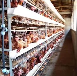 Lồng nuôi gà mái đẻ kiểu H - Product Image 6