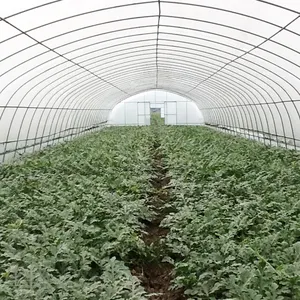 농업 수직 농업 단일 스팬 터널 온실 관개 및 수경 재배 시스템