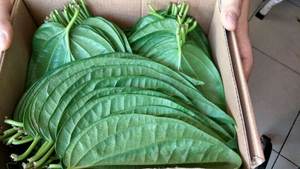 (ADAM) ¡CALIENTE! Hojas de Betel frescas con alta calidad y precio competitivo en el mercado para que usted elija libremente en Vietnam. - Product Image 6