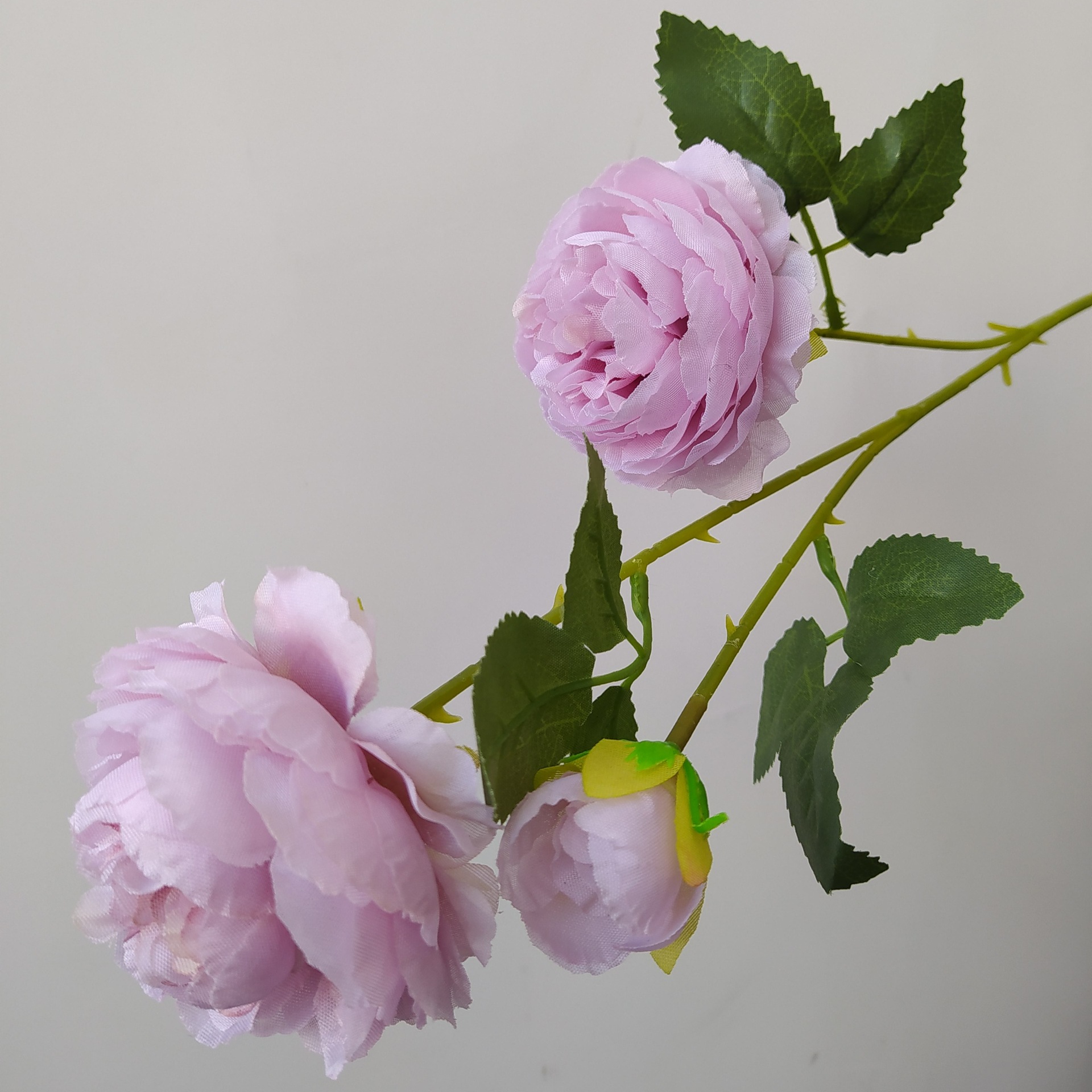 Pivoine Yang violet clair