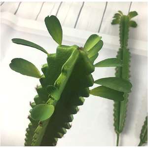 <span class=keywords><strong>Cactus</strong></span> artificiel en plastique, verdure écologique, décoration murale réaliste, cadeau de remise de diplôme, fausses fleurs - Product Image 5